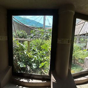 Emperor Tamarin Outdoor Enclosure (Saguinus imperator)