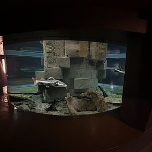 Red Tailed Catfish and Alligator Gar Enclosure (Phractocephalus hemioliopterus, Atractosteus spatula)