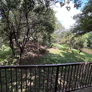 Cheetah Enclosure (Acinonyx jubatus)