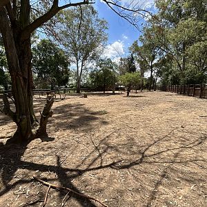 Donkey and Alpaca Enclosure (Equus asinus, Vicugna pacos)