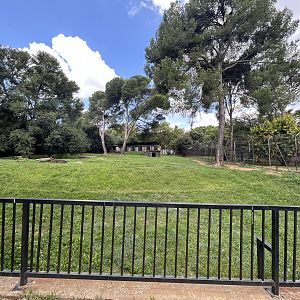 African Wild Dog Enclosure (Lycaon pictus)