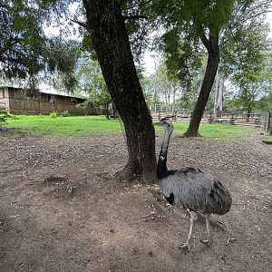 greater Rhea Enclosure (Rhea americana)
