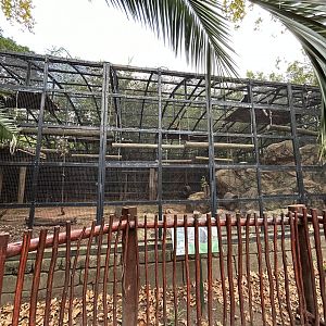 Mantled Guereza Enclosure (Colobus guereza)