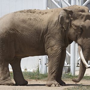 Asian Elephant/ Elephas maximus from Daqingshan Wildlife Park