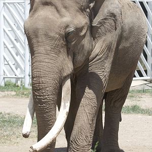 Asian Elephant/ Elephas maximus from Daqingshan Wildlife Park