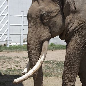 Asian Elephant/ Elephas maximus from Daqingshan Wildlife Park