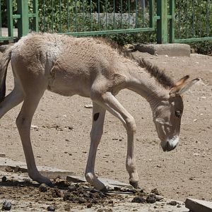 Mongolian Wild Ass/ Equus hemionus hemionus from Daqingshan Wildlife Park