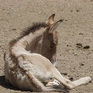 Mongolian Wild Ass/ Equus hemionus hemionus from Daqingshan Wildlife Park