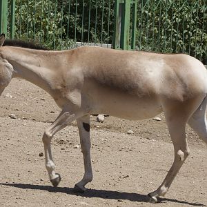 Mongolian Wild Ass/ Equus hemionus hemionus from Daqingshan Wildlife Park