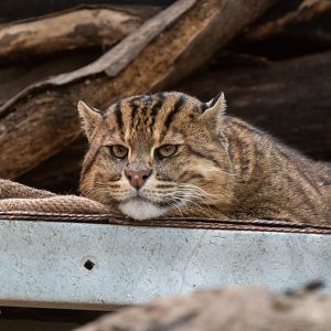 Stuart the Fishing Cat