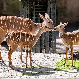 Lesser Kudu with her fawn