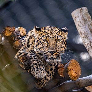 Maryanne the Amur Leopard