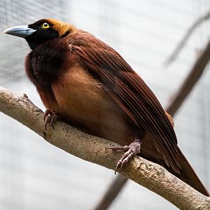 Raggiana Bird Of Paradise