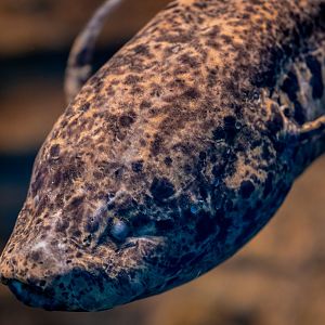 West African Lungfish