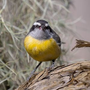 Bananaquit