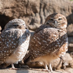 Western Burrowing Owl