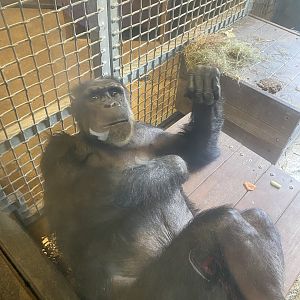 Very Confused Chimpanzee