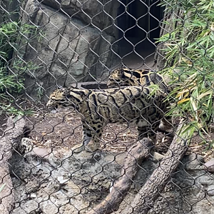 Clouded Leopards