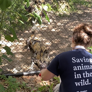 African Wild Dog Feeding Time