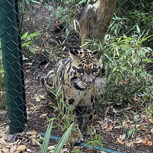 Clouded Leopard