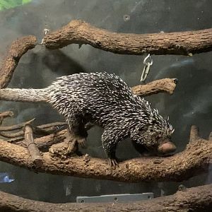 Brazilian Porcupine