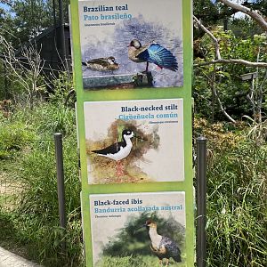 Savanna Aviary Species List