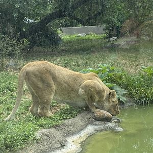Lioness Drinking