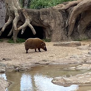 Red River Hog