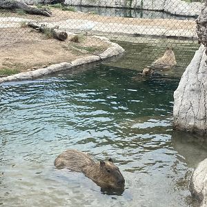 Capybaras