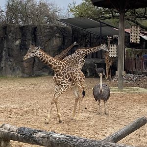Giraffe and Awkward Ostrich