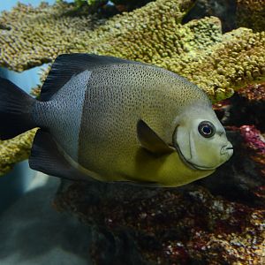 Old woman angelfish (Pomacanthus rhomboides)