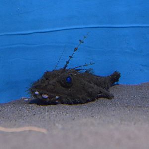 Natal angler (Lophiodes insidiator)