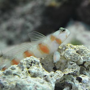 Japanese shrimpgoby  (Amblyeleotris japonica)