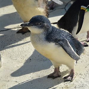Australian little penguin (Eudyptula novaehollandiae)