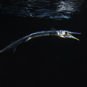 Houndfish (Tylosurus crocodilus crocodilus)