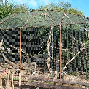 Vulture aviary, 2022-08-28
