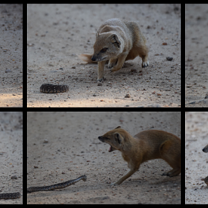 Yellow Mongoose vs. Puffadder