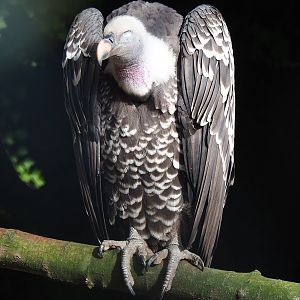 Rüppell's griffon vulture (Gyps rueppelli rueppelli), 2022-08-28