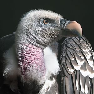 Rüppell's griffon vulture (Gyps rueppelli rueppelli), 2022-08-28