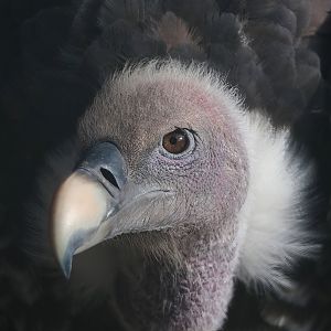 Rüppell's griffon vulture (Gyps rueppelli rueppelli), 2022-08-28