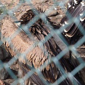Western Eurasian griffon vulture (Gyps fulvus fulvus), 2022-08-28