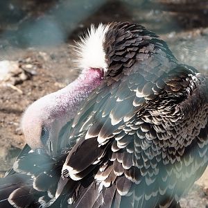 Rüppell's griffon vulture (Gyps rueppelli rueppelli), 2022-08-28