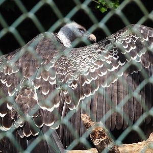 Rüppell's griffon vulture (Gyps rueppelli rueppelli), 2022-08-28