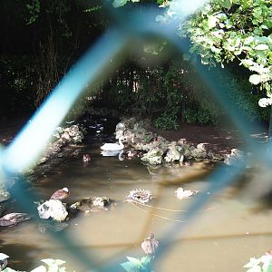 Former Steller's sea eagle aviary - Now mixed waterfowl aviary, 2022-08-28