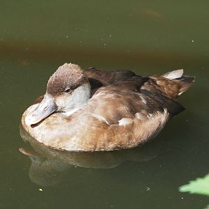 Female Red-crested pochard (Netta rufina), 2022-08-28