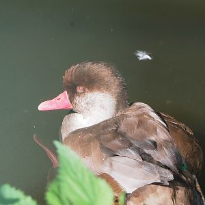 Eclipsed drake Red-crested pochard (Netta rufina), 2022-08-28