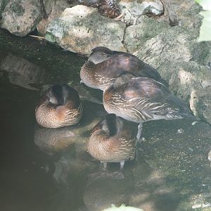 Whistling ducks - Possibly Wandering whistling ducks (Dendrocygna arcuata) or hybrid Dendrocygna, 2022-08-28