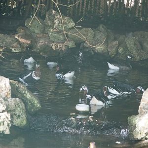 Red-breasted geese (Branta ruficollis) and Small cackling Canada goose (Branta hutchinsii minima), 2022-08-28