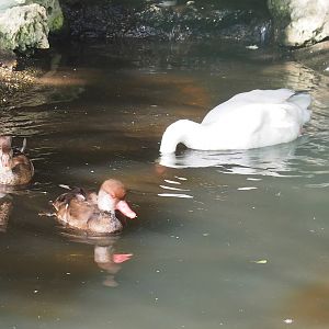 Coscoroba swan (Coscoroba coscoroba) and Red-crested pochards (Netta rufina), 2022-08-28