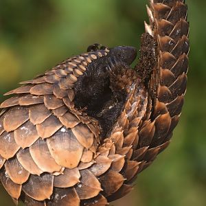 Black-bellied pangolin - (Nsuta forest)